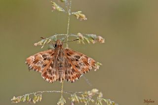 Hatmi Zpzp (Carcharodus alceae)