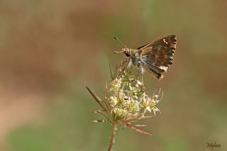 Hatmi Zpzp (Carcharodus alceae)