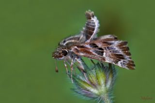 Hatmi Zpzp (Carcharodus alceae)