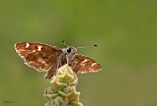 Hatmi Zpzp (Carcharodus alceae)