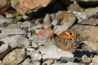 Anadolu Yalanc�cad�s�&nbsp;(Pseudochazara&nbsp;anthelea)