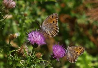 Anadolu Yalanccads (Pseudochazara anthelea)