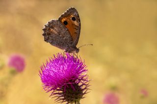 Anadolu Yalanccads (Pseudochazara anthelea)