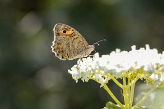 Anadolu Yalanccads (Pseudochazara anthelea)