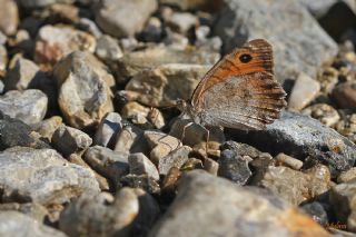 Lidya Yalanc�cad�s�&nbsp;(Pseudochazara&nbsp;lydia)