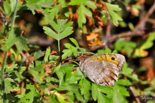 Lidya Yalanccads (Pseudochazara lydia)