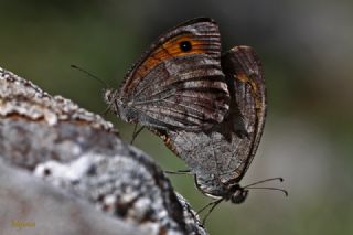 Lidya Yalanccads (Pseudochazara lydia)