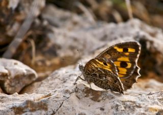 Step Yalanc�cad�s�&nbsp;(Pseudochazara&nbsp;mniszechii)