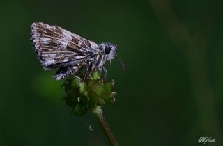 Ebegmeci Zpzp (Pyrgus malvae)