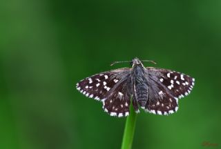 Ebegmeci Zpzp (Pyrgus malvae)