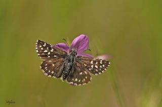 Ebegmeci Zpzp (Pyrgus malvae)