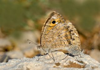 Levantin Yalanc�cad�s�&nbsp;(Pseudochazara&nbsp;pelopea)