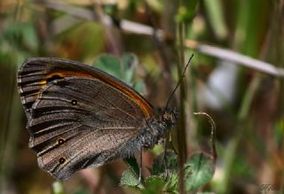 Byk Esmer (Maniola megala)