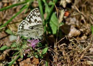 l Melikesi (Melanargia grumi)