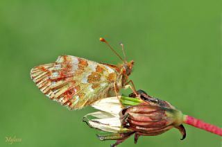 Kafkas Meneke Kelebei (Boloria caucasica)