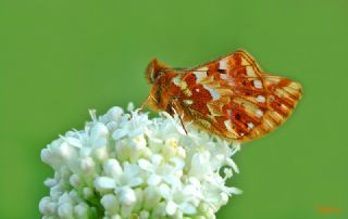 Kafkas Meneke Kelebei (Boloria caucasica)