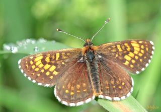 Kafkasyal Amannisa (Mellicta  caucasogenita)