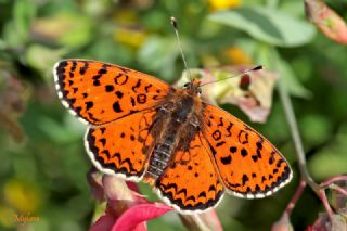 Kafkasyal parhan (Melitaea interrupta)