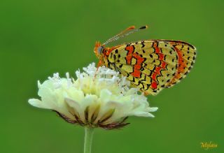 Kafkasyal parhan (Melitaea interrupta)