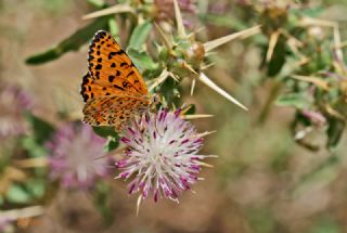 ranl parhan (Melitaea persea)