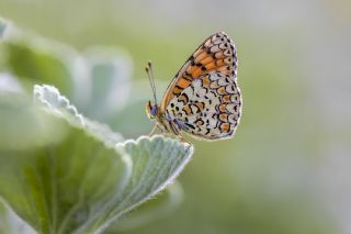 Cezayirli parhan (Melitaea ornata)