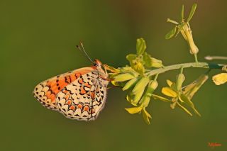 Cezayirli parhan (Melitaea ornata)