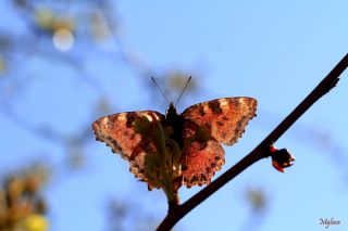 Karaaa Nimfalisi (Inachis polychloros)