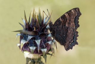 Karaaa Nimfalisi (Nymphalis polychloros)