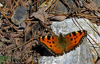 Karaaa Nimfalisi (Inachis polychloros)