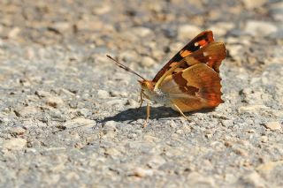 Anadolu ehzadesi (Thaleropis ionia)