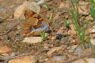 Anadolu ehzadesi (Thaleropis ionia)