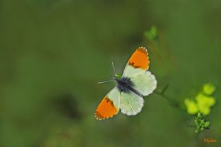 Step Ssls (Anthocharis gruneri)