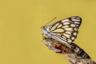 Beyaz nc (Belenois aurota)