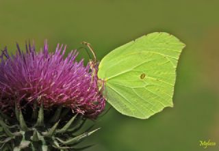 Orakkanat&nbsp;(Gonepteryx&nbsp;rhamni)