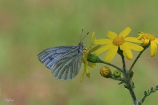 Yalanc Beyazmelek (Pieris pseudorapae)