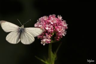 Yalanc� Beyazmelek&nbsp;(Pieris&nbsp;pseudorapae)