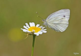 Yalanc Beyazmelek (Pieris pseudorapae)