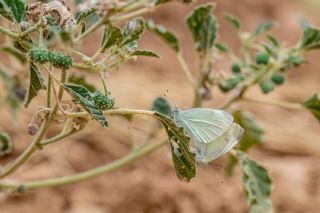 ran Beyazmelei (Pieris persis)