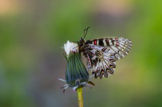 G�ney Fistosu&nbsp;(Zerynthia&nbsp;polyxena)