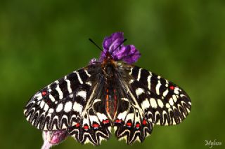 Gney Fistosu (Zerynthia polyxena)