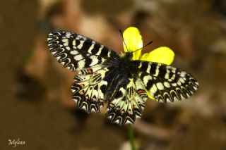 Gney Fistosu (Zerynthia polyxena)