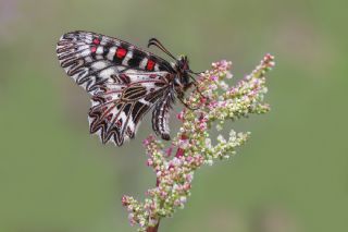 Gney Fistosu (Zerynthia polyxena)