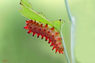 Gney Fistosu (Zerynthia polyxena)