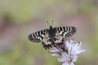 Gney Fistosu (Zerynthia polyxena)