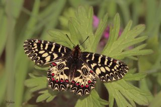 Gney Fistosu (Zerynthia polyxena)