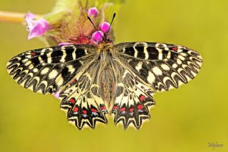 Gney Fistosu (Zerynthia polyxena)