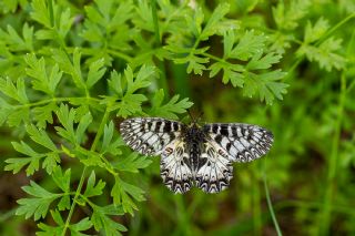 G�ney Fistosu&nbsp;(Zerynthia&nbsp;polyxena)