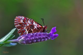 Gney Fistosu (Zerynthia polyxena)