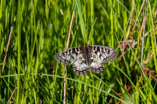 G�ney Fistosu&nbsp;(Zerynthia&nbsp;polyxena)