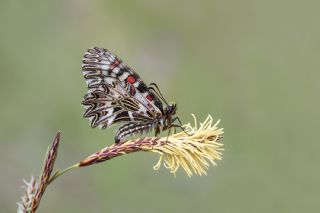 Gney Fistosu (Zerynthia polyxena)